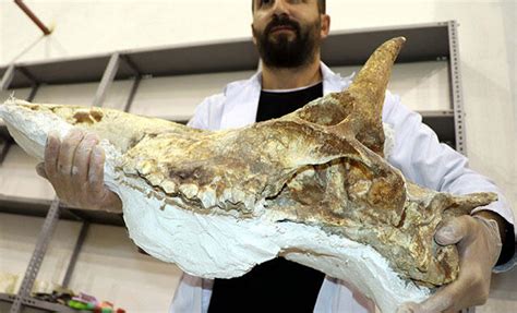 K­a­z­ı­d­a­ ­b­u­l­u­n­a­n­ ­7­,­5­ ­m­i­l­y­o­n­ ­y­ı­l­l­ı­k­ ­z­ü­r­a­f­a­ ­k­a­f­a­t­a­s­ı­ ­t­e­m­i­z­l­e­n­i­y­o­r­